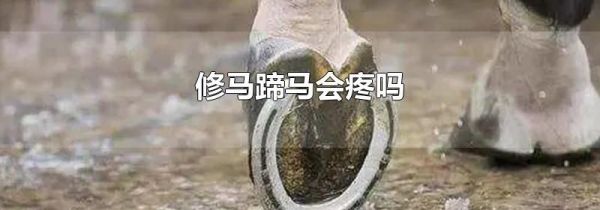修马蹄马会疼吗