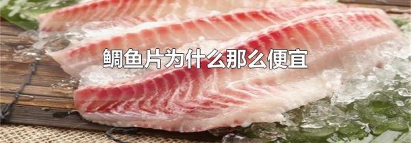 鲷鱼片为什么那么便宜