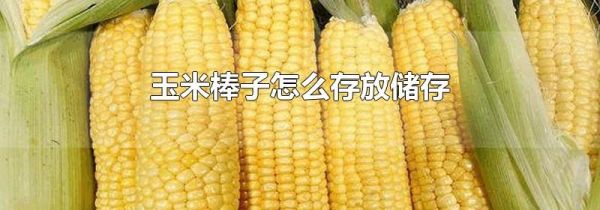 玉米棒子怎么存放储存