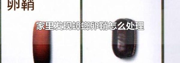 家里发现蟑螂卵鞘怎么处理