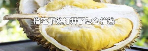 榴莲不熟打开了怎么催熟