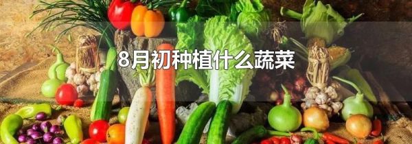 8月初种植什么蔬菜