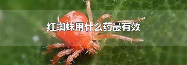 红蜘蛛用什么药最有效