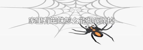 家里有蜘蛛怎么能彻底除掉