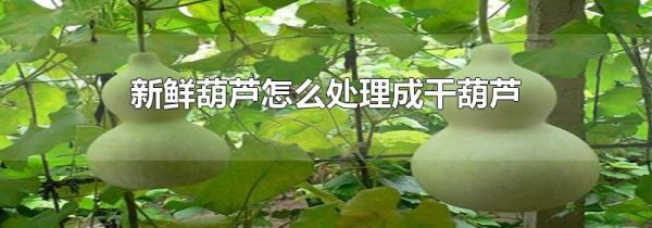 新鲜葫芦怎么处理成干葫芦