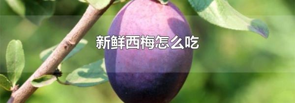 新鲜西梅怎么吃