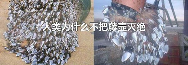 人类为什么不把藤壶灭绝