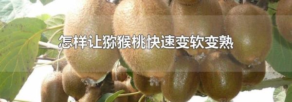 怎样让猕猴桃快速变软变熟