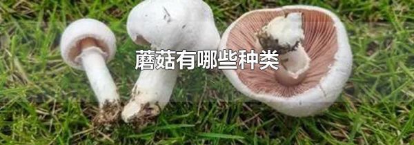 蘑菇有哪些种类