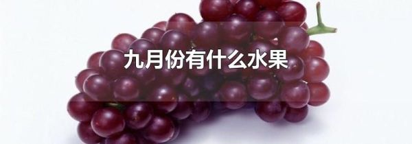 九月份有什么水果