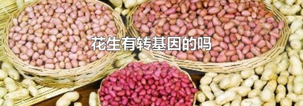 花生有转基因的吗
