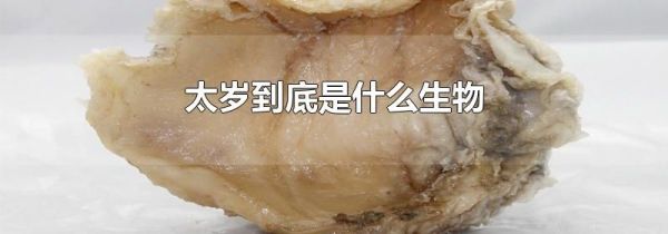 太岁到底是什么生物