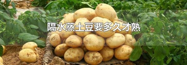 隔水蒸土豆要多久才熟