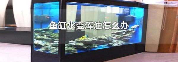 鱼缸水变浑浊怎么办