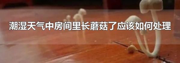 潮湿天气中房间里长蘑菇了应该如何处理