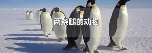 两条腿的动物