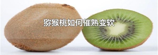 猕猴桃如何催熟变软