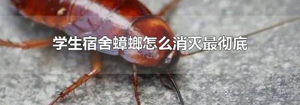 学生宿舍蟑螂怎么消灭最彻底