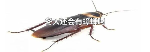 冬天还会有蟑螂吗