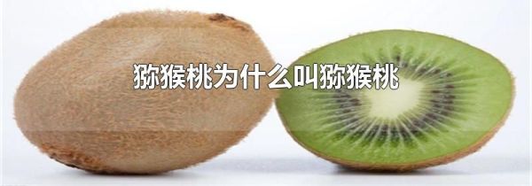 猕猴桃为什么叫猕猴桃