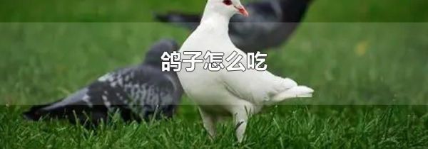 鸽子怎么吃
