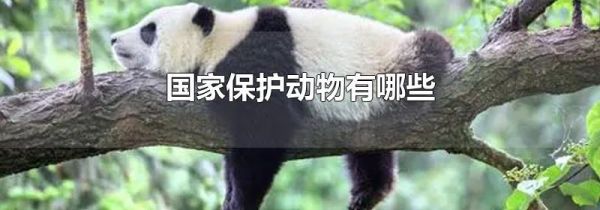 国家保护动物有哪些