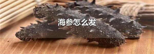 海参怎么发