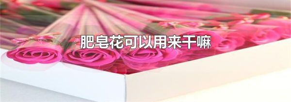 肥皂花可以用来干嘛