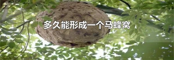 多久能形成一个马蜂窝