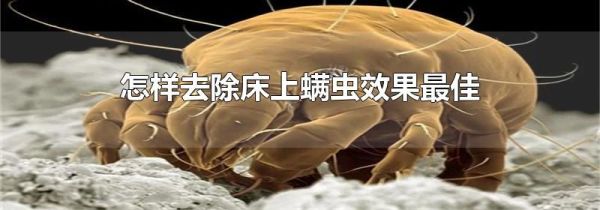 怎样去除床上螨虫效果最佳