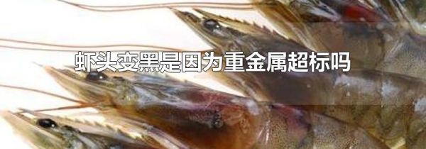虾头变黑是因为重金属超标吗