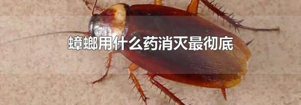 蟑螂用什么药消灭最彻底