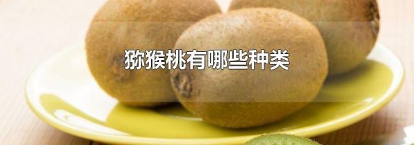 猕猴桃有哪些种类