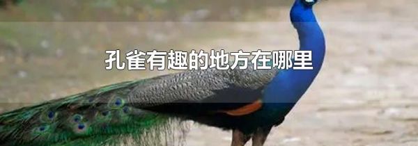 孔雀有趣的地方在哪里