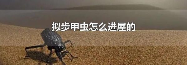 拟步甲虫怎么进屋的