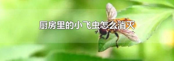 厨房里的小飞虫怎么消灭
