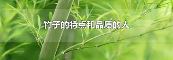 竹子的特点和品质的人
