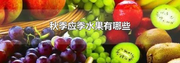 秋季应季水果有哪些