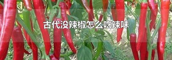 古代没辣椒怎么吃辣味