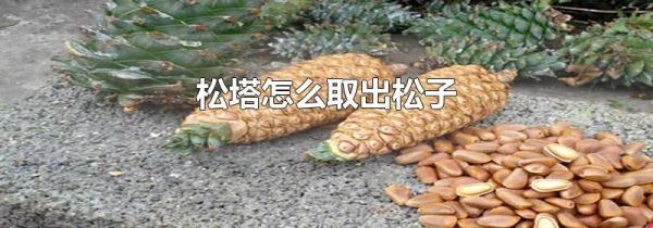 松塔怎么取出松子