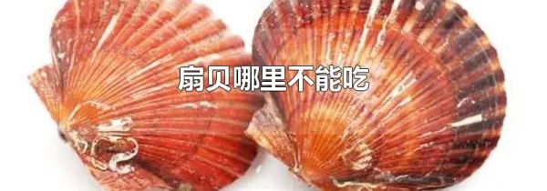 扇贝哪里不能吃