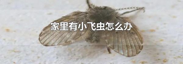 家里有小飞虫怎么办