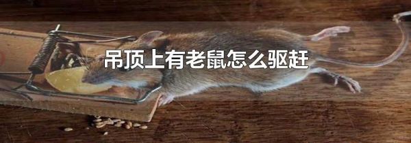 吊顶上有老鼠怎么驱赶