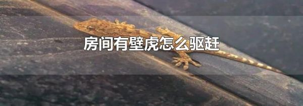 房间有壁虎怎么驱赶