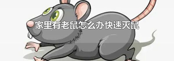 家里有老鼠怎么办快速灭鼠