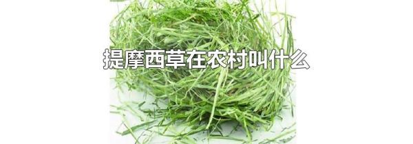 提摩西草在农村叫什么