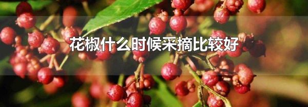 花椒什么时候采摘比较好