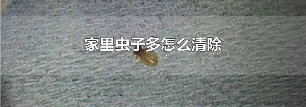家里虫子多怎么清除
