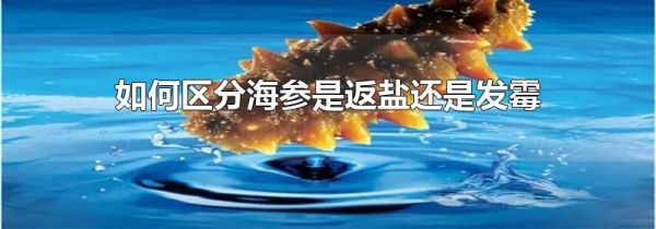 如何区分海参是返盐还是发霉