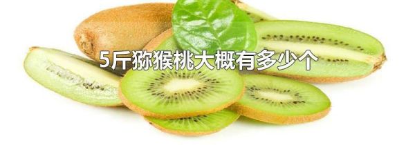 5斤猕猴桃大概有多少个